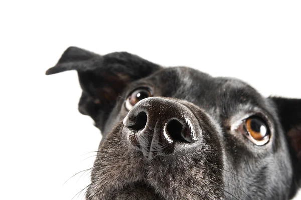 Bir tedavi için bekleyen bir sevimli köpek komik closeup — Stok fotoğraf
