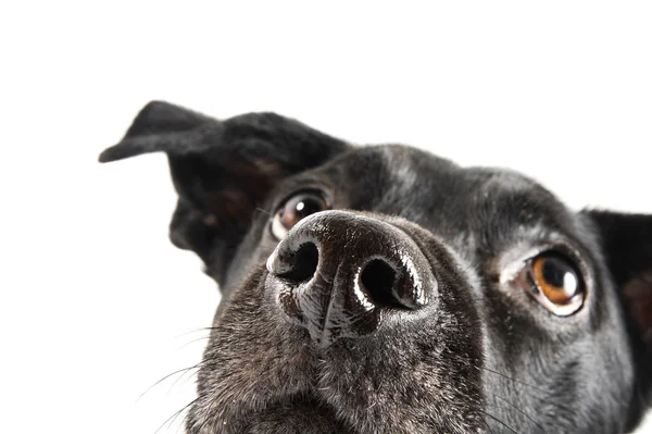 Funny closeup of a cute mutt waiting for a treat — Stock Photo, Image