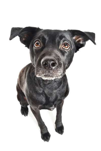 Funny closeup of a cute mutt waiting for a treat — Stock Photo, Image