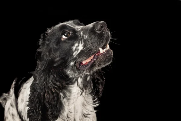 黑色和白色的英语可卡犬低关键肖像 — 图库照片