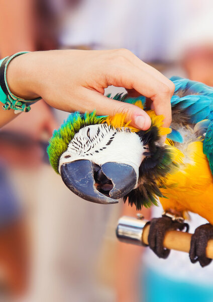 Human hand petting a blue-and-yellow Macaw (Ara ararauna) Stock Image