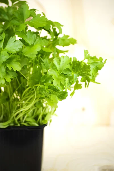 Parsley — Stock Photo, Image