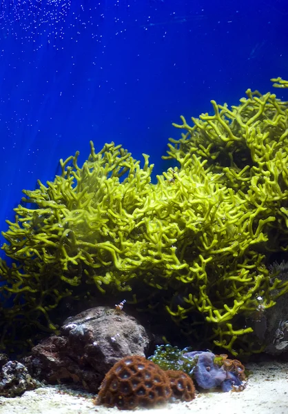 Corais — Fotografia de Stock