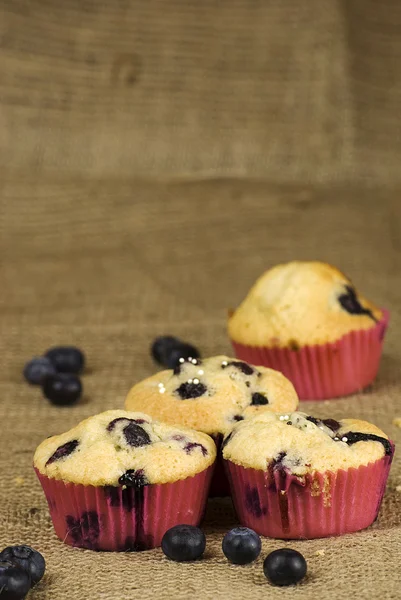 Blåbär muffin — Stockfoto