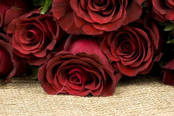 붉은 장미 — 스톡 사진
