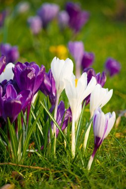 Crocuses clipart