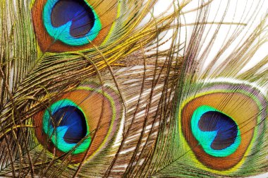 Peacock feather background clipart