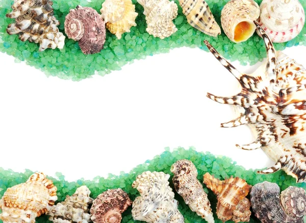 Deniz kabuğu çerçeve — Stok fotoğraf