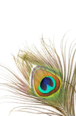 Peacock feather clipart