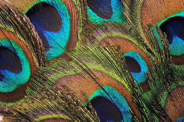 Peacock feather backgound — Stock Photo, Image