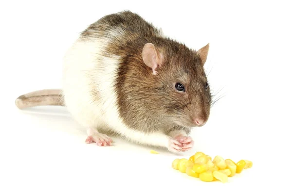 大鼠与玉米 — 图库照片