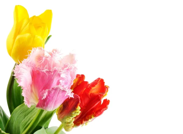 Bellissimi fiori di tulipani — Foto Stock