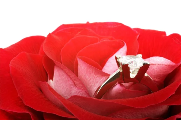 Czerwona róża z pierścionek z brylantem — Zdjęcie stockowe