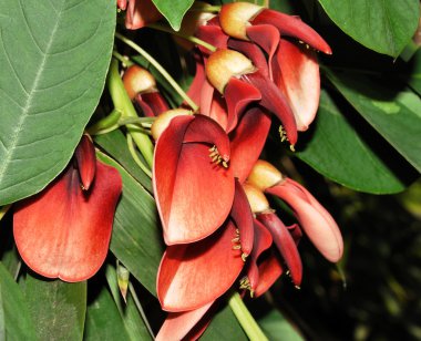 Erythrina crista-galli clipart