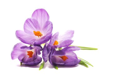 Spring Crocus flowers clipart