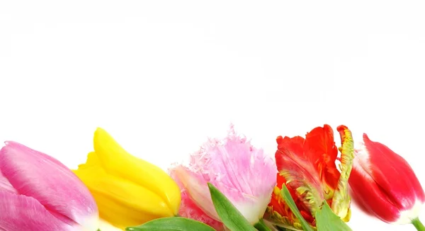 Vacker tulpan blommor gränsen — Stockfoto