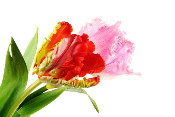 Красивые цветы тюльпана — стоковое фото