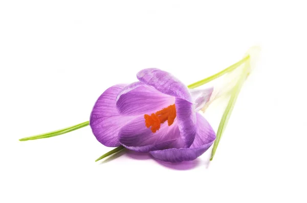 Spring Crocus flower — Stock Photo, Image