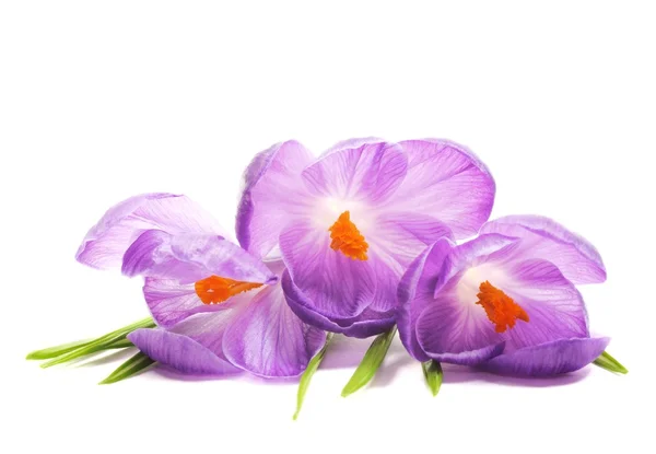Flores de primavera de azafrán —  Fotos de Stock