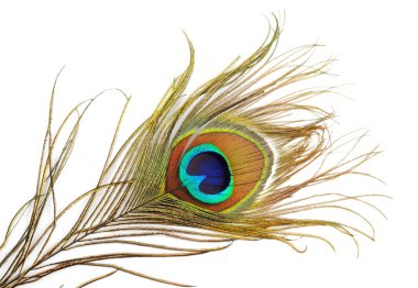 Peacock feather clipart