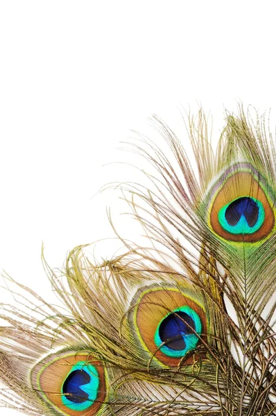 Peacock feather background — Stock Photo, Image