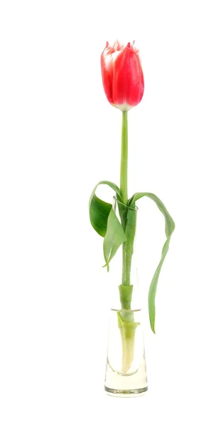 Hermosa flor de tulipán — Foto de Stock