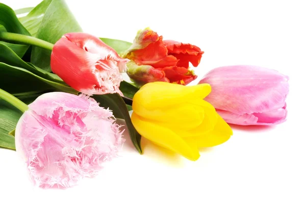 Vackra tulpaner blommor — Stockfoto