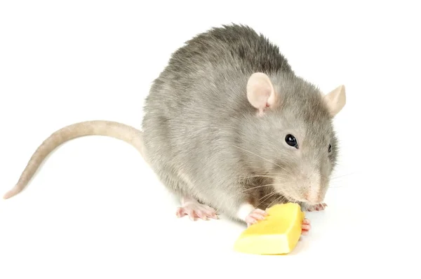 Rato com queijo — Fotografia de Stock