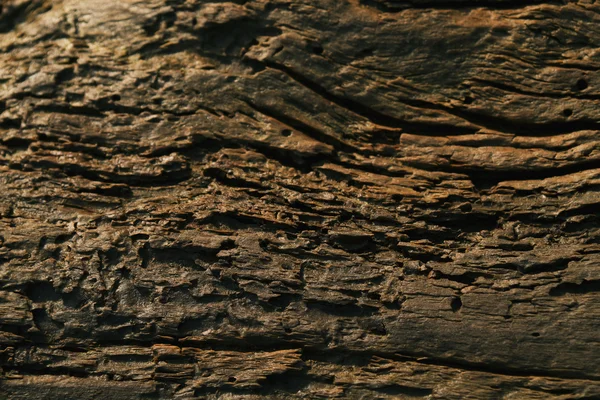 Zbutwiałe drewno — Zdjęcie stockowe