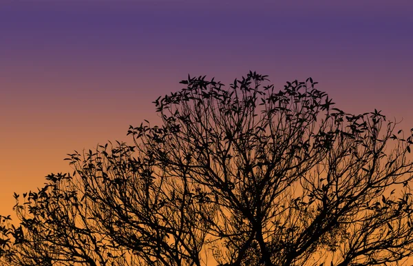 Silhouette d'arbre — Photo