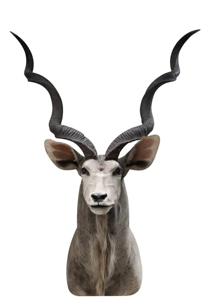 Antilope — Foto Stock
