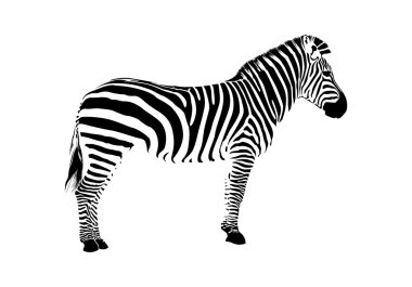 Zebra silhouette clipart