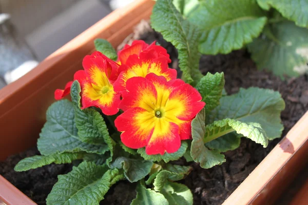 stock image Primula