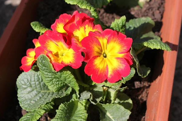 Stock image Primula