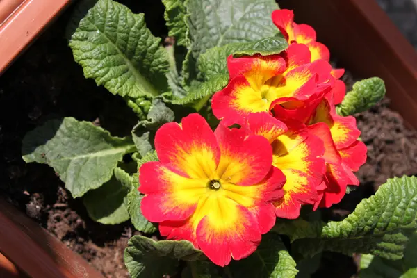 stock image Primula