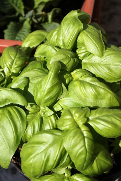 stock image Fresh basil