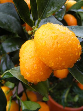 Clementine Mandarin