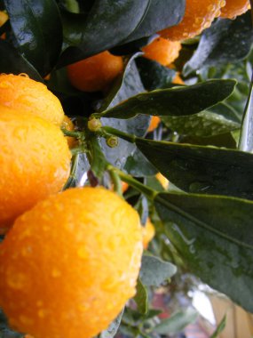 Clementine Mandarin