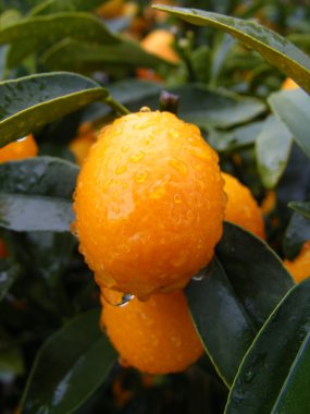 Clementine Mandarin