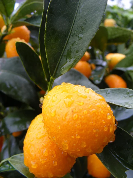 Clementina Mandarina — Foto de Stock