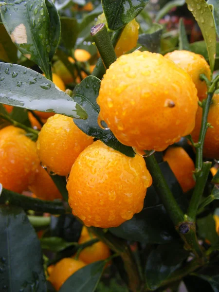 Clementine Mandarin — Stock Photo, Image