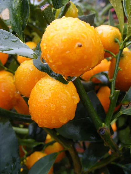 Clementine Mandarijn — Stockfoto