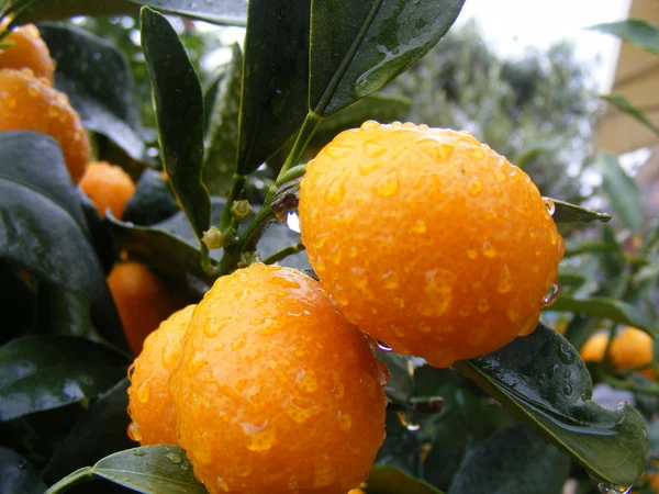 Clementine Mandarin — Stok fotoğraf
