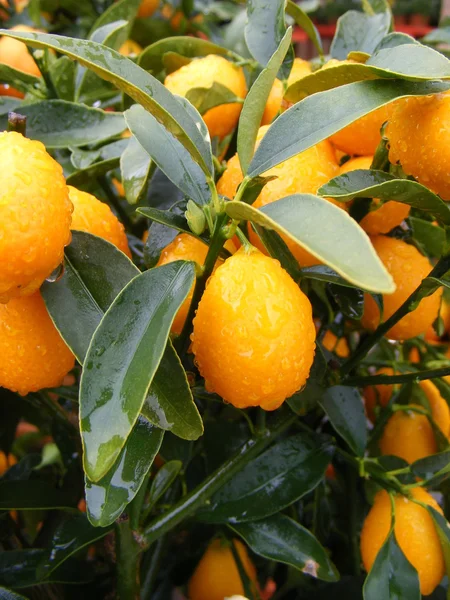 Clementine Mandarin — Stok fotoğraf