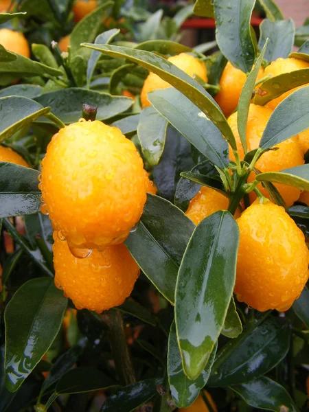Clementine Mandarine — Stockfoto