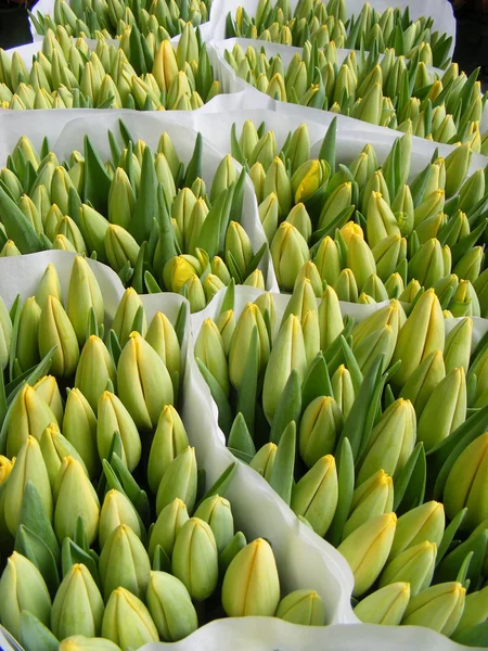 stock image Tulipans