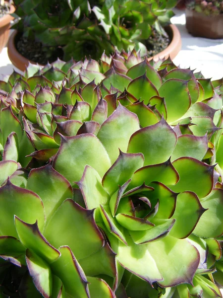 Succulente — Foto Stock