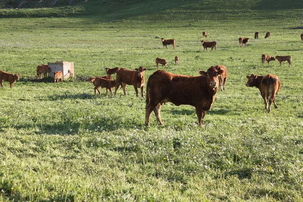 Pastagem de vacas — Fotografia de Stock