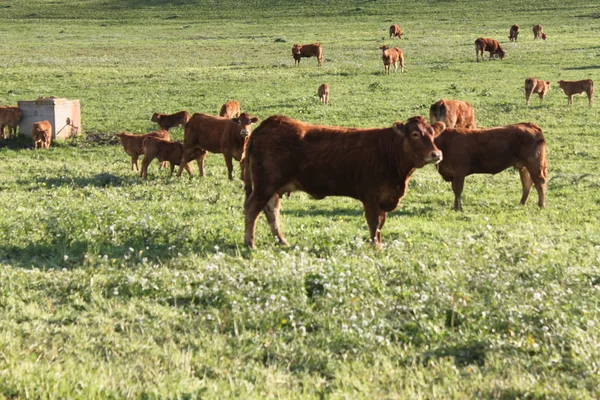 Cows grazing — Stock Photo, Image