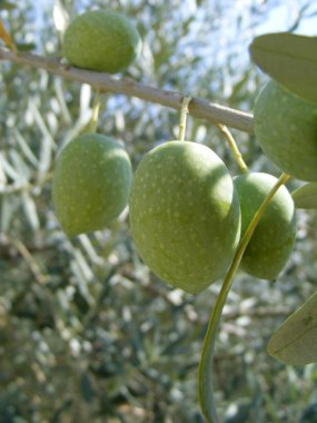 yeşil zeytin